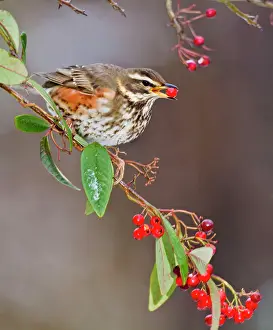 Cotoneaster: Redwing - feeding on cotoneaster