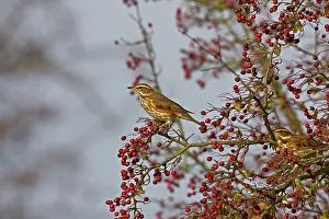 Redwing: Redwing - Feeding on hawthorn berries