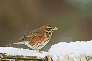 Redwing: Redwing - on fence in snow