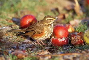 Redwing: REDWING - on ground by apples
