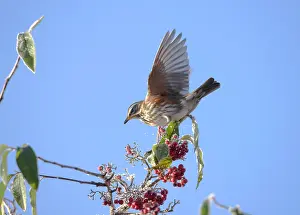 Redwing: Redwing perched on branch covered in red berries and snow