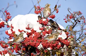 Redwing: Redwing perched on branch covered in red berries and snow