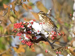 Redwing: Redwing perched on branch covered in red berries and snow