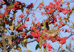 Redwing: Redwing - perched on branch eating red berries