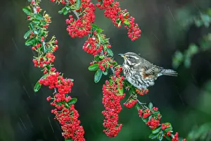 Berries: Redwing - on Pyracantha - In Rain - UK