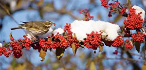 Redwing: Redwing - with red berry in mouth - perched on