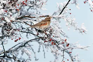 Redwing: REDWING - in snow covered tree, with berries