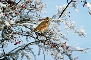 Redwing: REDWING - in tree with berries