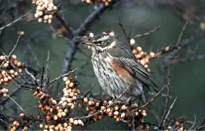 Redwing: REDWING - in tree full of berries
