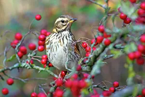 Hawthorn: Redwing (Turdus iliacus) with berries of hawthorn