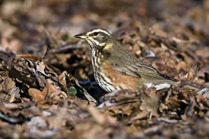 Flevoland: Redwing (Turdus iliacus), Flevoland, The Nether