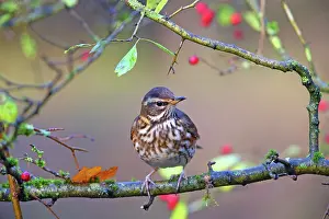 Redwing: Redwing (Turdus iliacus), Hesse, Germany, Europe