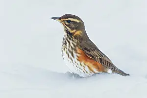 Turdidae: Redwing (Turdus iliacus) perched in the snow, England