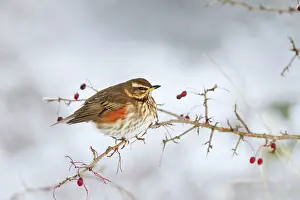 Roy Glen: Redwing - in winter perched on a bush with red