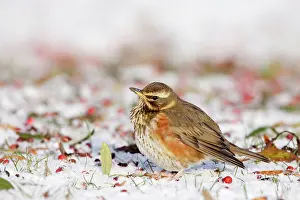 Redwing: Redwing - In winter on snow covered ground foraging