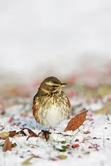 Redwing: Redwing - In winter on snow covered ground foraging