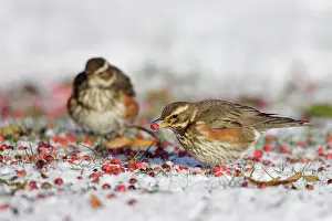 Redwing: Redwing - in winter - on snow covered ground foraging