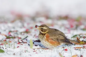 Redwing: Redwing - in winter - on snow covered ground foraging