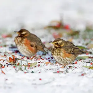 Redwing: Redwing - in winter - on snow covered ground foraging