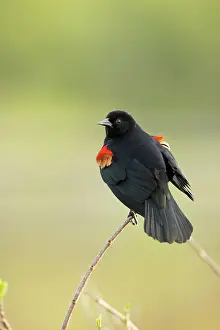 Agelaius: Redwinged Blackbird