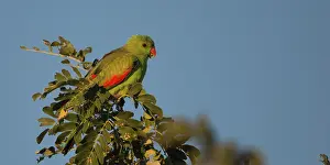 31517: Redwinged Parrot perched at the top of a tree sunrise
