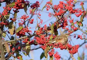 Redwing: Redwings - perched on branch eating red berries