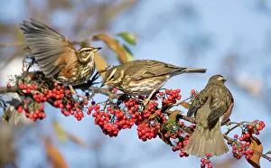 Redwing: Redwings - perched on branch eating red berries