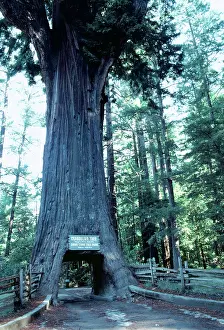Redwood: Redwood
