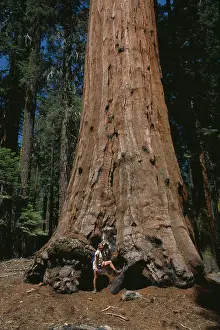 Redwood: Redwood