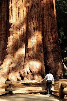 Redwood: Redwood
