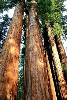 Redwood: Redwood