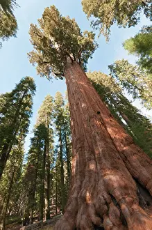 Leadership: Redwood