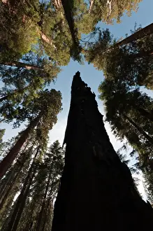 Leadership: Redwood