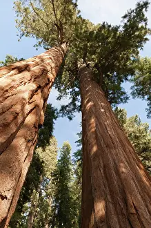 Leadership: Redwood