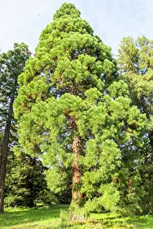 Paris: Redwood (Sequoia sempervirens), Arboretum of the