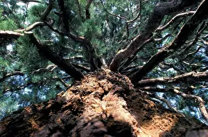 Sequoiadendron: Redwood / Sequoia - Summit from below