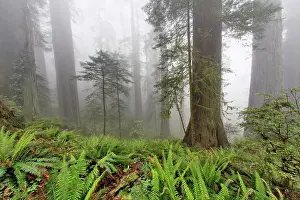 Prairie: Redwood trees and ferns in fog. Redwood National