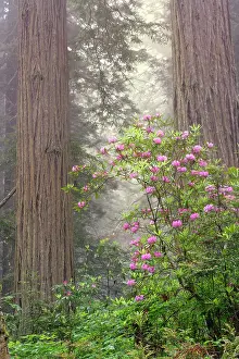 Redwood: Redwood trees and Pacific Rhododendron in fog, Redwood