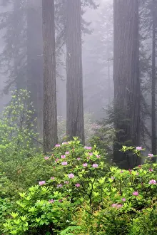 Redwood: Redwood trees and Pacific Rhododendron in fog, Redwood