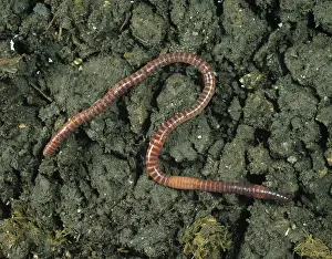 Earthworm: Redworm