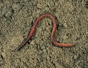 Worm: Redworm