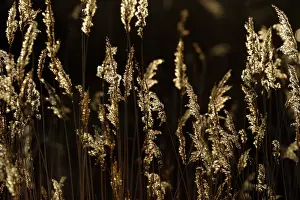 Stems: Reed with backlight