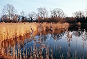 Elizabeth Bomford: Reed Bed & Pond