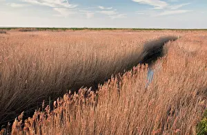 Cley: Reed-beds in Cley Marshes