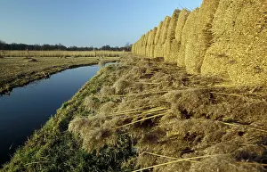 Wieden: Reed bundles - Overijssel, De Wieden nature reserve