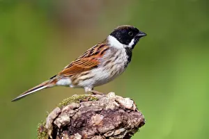 Schoeniclus: Reed Bunting