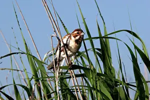 Schoeniclus: Reed bunting