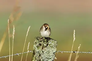 Schoeniclus: Reed Bunting