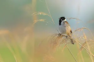 Schoeniclus: Reed Bunting