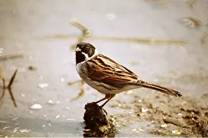 Maureen Brown: REED BUNTING